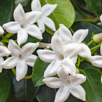 Jazmín