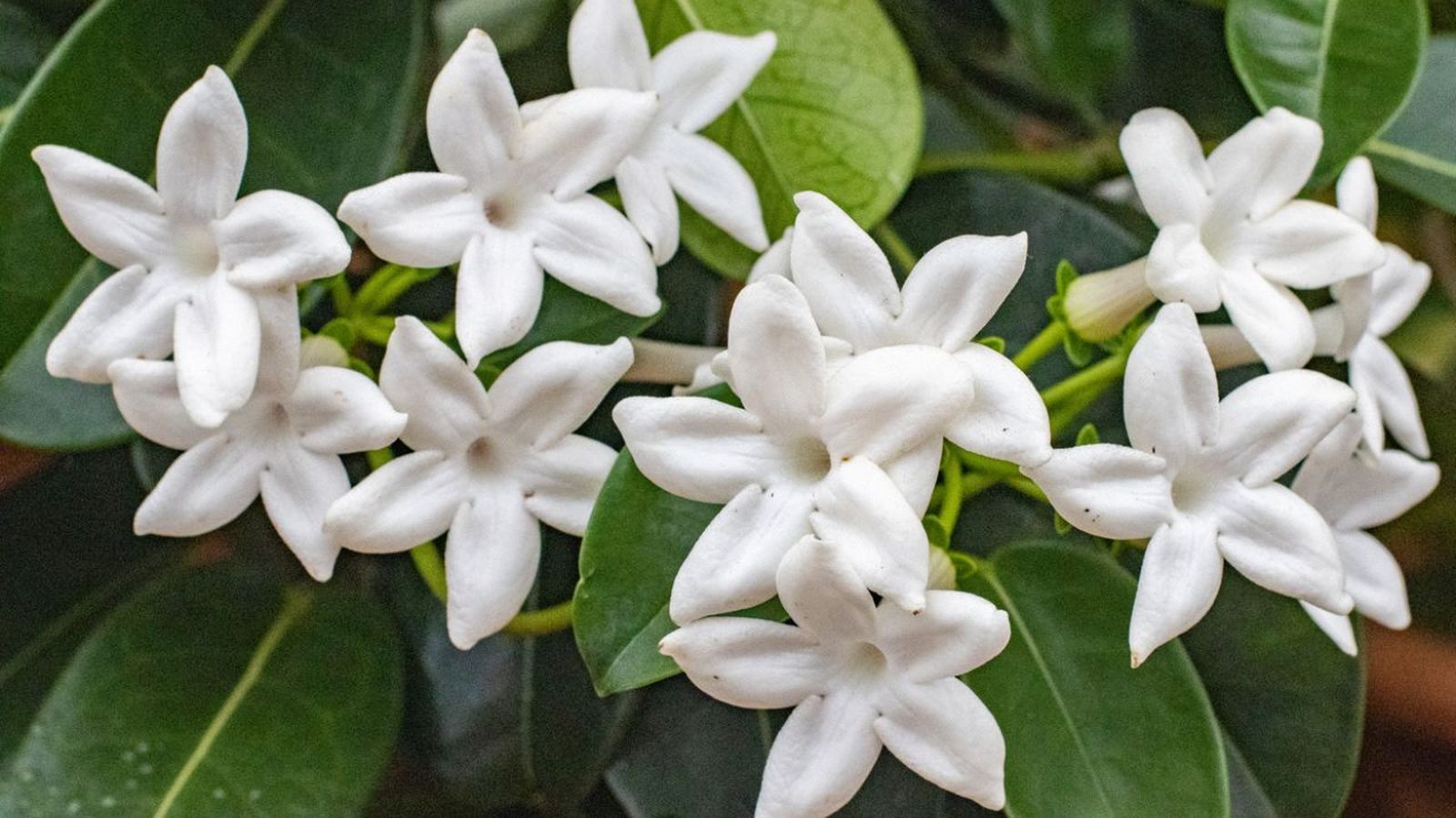 Variedad de perfumes elegantes y decants con aroma a jazmín para hombre y mujer.
